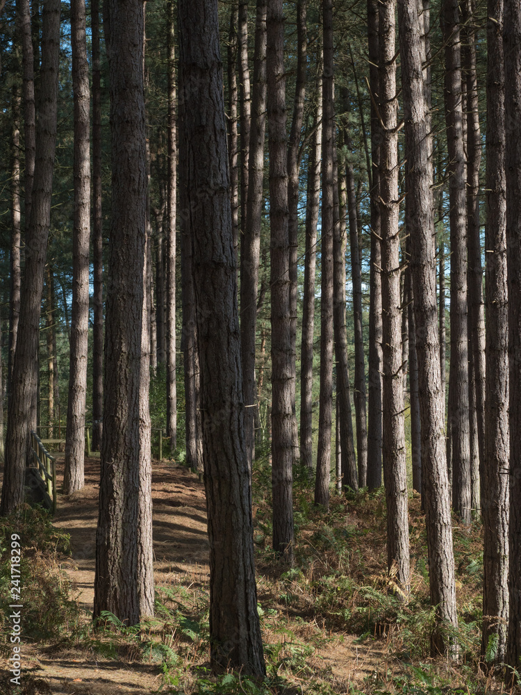 Fototapeta premium Delamere