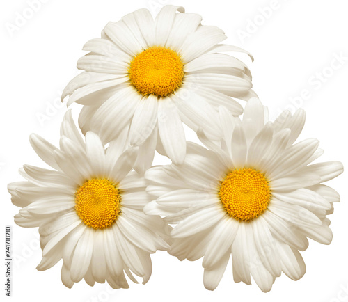 Fototapeta Naklejka Na Ścianę i Meble -  Bouquet white daisy flower isolated on white background. Flat lay, top view. Floral pattern, object