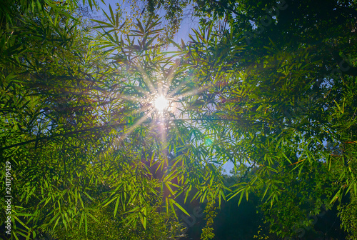 The image of the light of the sun shining through the leaves in