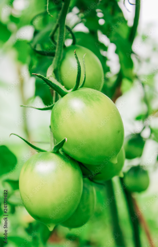 natural, organic green tomatoes on a branch