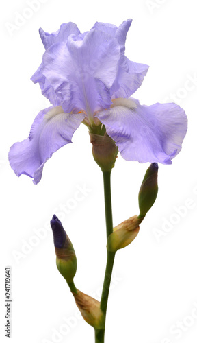 Blooming iris flower isolated on white background. Summer. Spring. Flat lay, top view. Floral pattern. Love. Valentine's Day