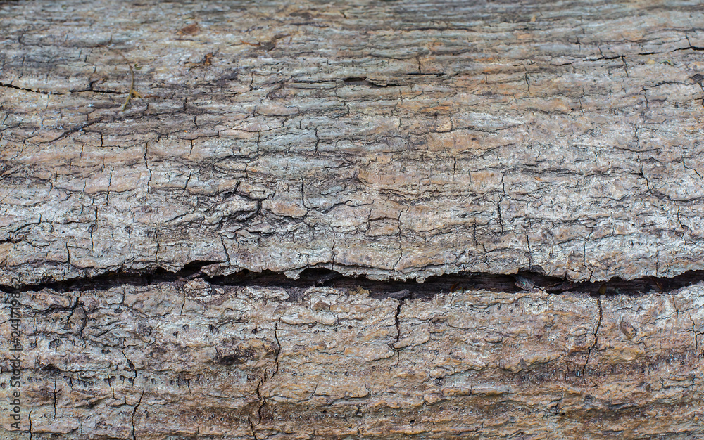 Image of cracks of natural wood surfaces Image of cracks of natural wood surfaces