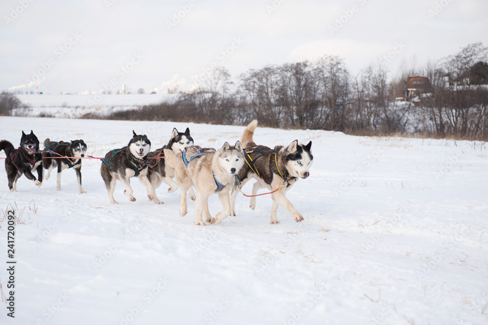 Naklejka premium Huskies pull sledges. A winter activity. Husky sledding/husky safari. Huskies in harness.