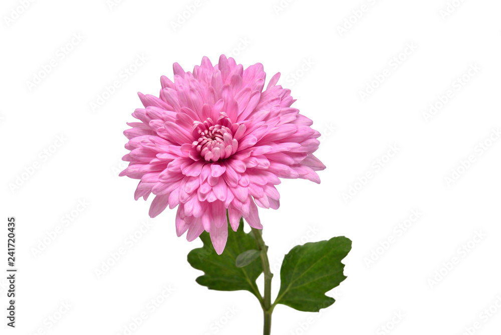 Pink chrysanthemum flower isolated on white background. Floral pattern, object. Flat lay, top view