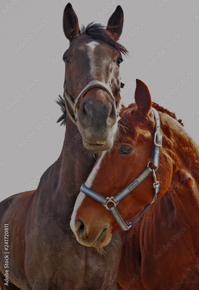 Fototapeta premium Horses Couple