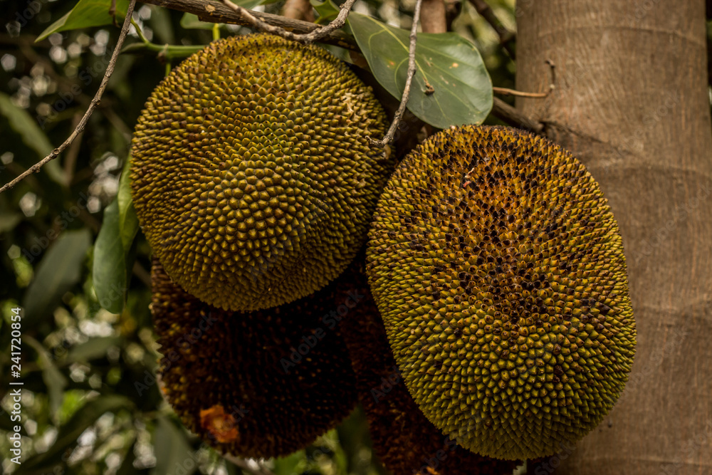 jackfruit on tree