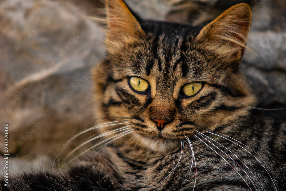 Naklejka premium Details of a relaxed cat with amber eyes