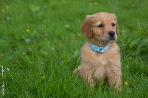 Dog Sitting On Grass - Golden Retriever Puppy