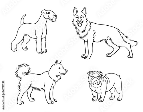 Dogs of different breeds in outlines  set1  - vector illustration