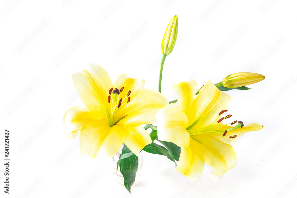 Fototapeta premium Yellow lily flower isolated on a white background.