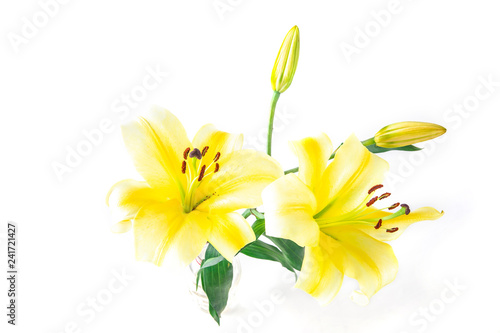 Yellow lily flower isolated on a white background.