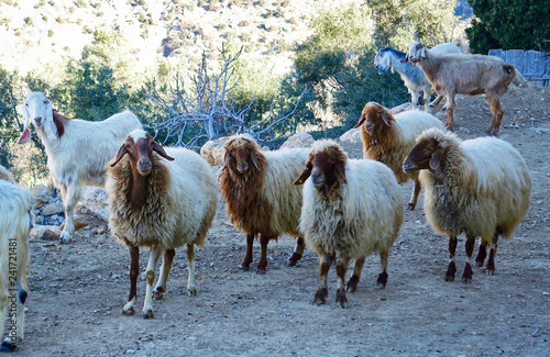 Fototapeta Naklejka Na Ścianę i Meble -  Jordan. Goats in the mountains