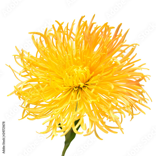 Yellow chrysanthemum flower isolated on white background. Floral pattern, object. Flat lay, top view