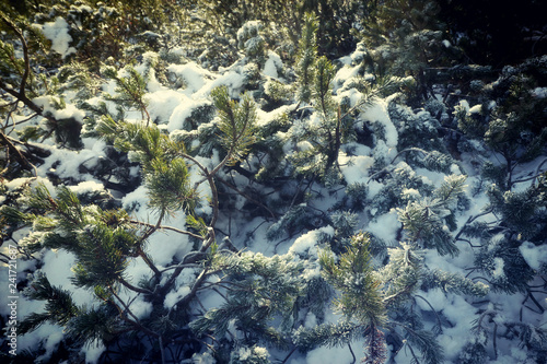 winter landscape, white snow on a small forest of dwarf mountainpine (pinus mugo), shrubby plant of Italian Alps photo