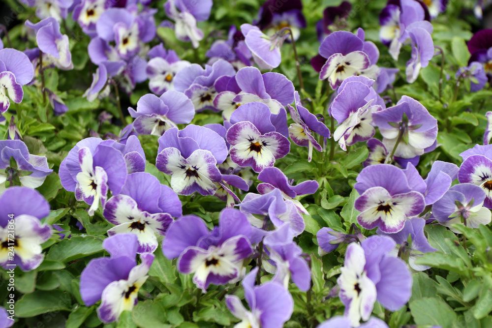 Viola cultivar. Viola trocolor flower. Floral pattern. Flowers background texture. Violets.