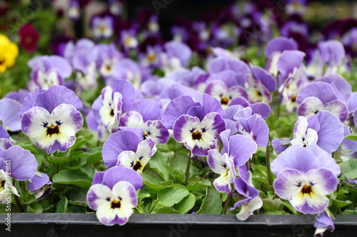 Viola cultivar. Viola trocolor flower. Floral pattern. Flowers background texture. Violets. photo