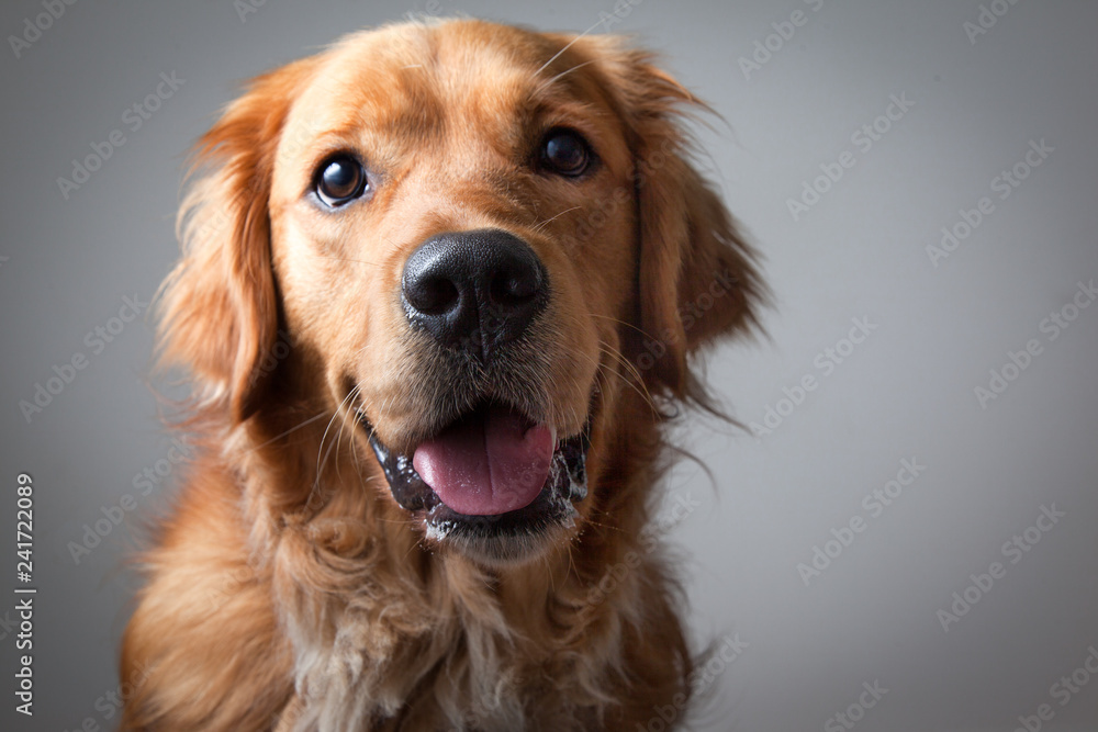 Portrait of a Smiling Dog - Golden Retriever