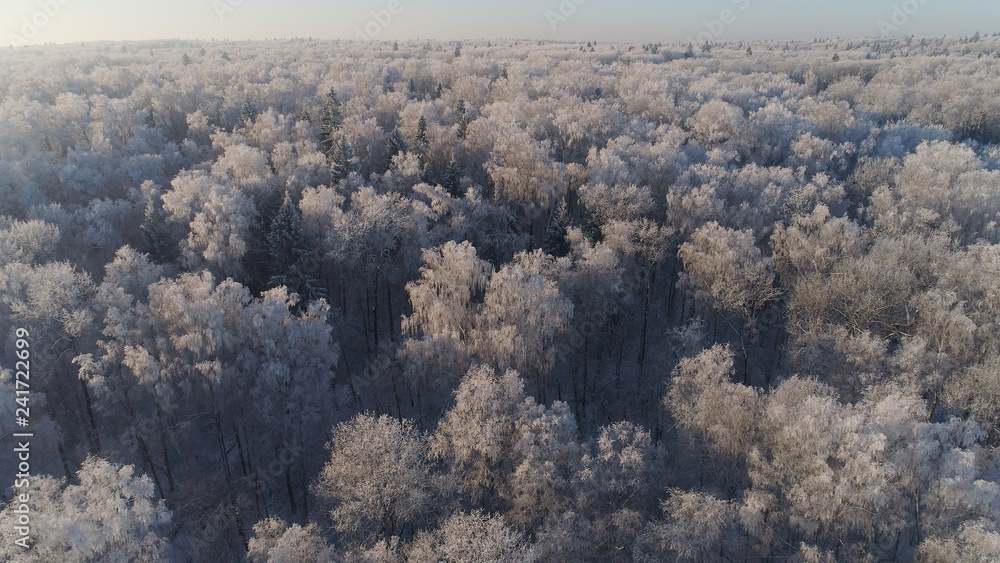 aerial view forest covered snow, frost. Frozen branches with hoarfrost in winter forest on sunny day winter landscape aerial view forest covered snow, frost. Frozen branches with hoarfrost in winter forest on sunny day winter landscape