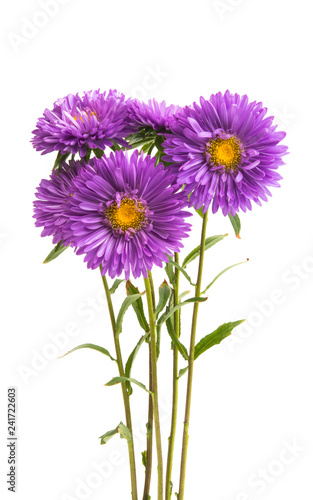 lilac asters