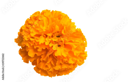 marigold flowers isolated photo