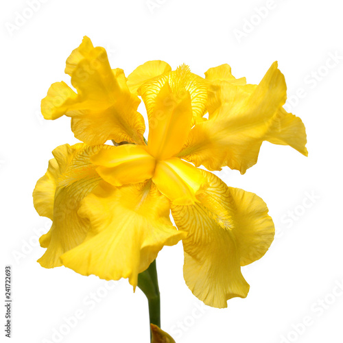 Fototapeta Naklejka Na Ścianę i Meble -  Beautiful yellow iris flower isolated on white background. Easter. Summer. Spring. Flat lay, top view. Love. Valentine's Day