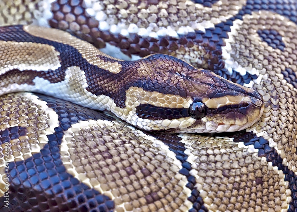 Obraz premium Makro von einer Python Schlange