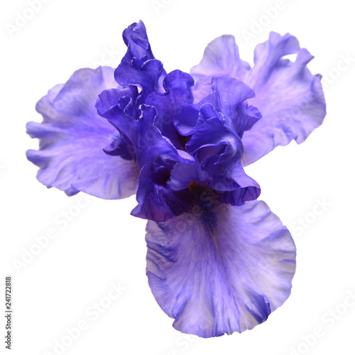 Fototapeta Naklejka Na Ścianę i Meble -  Blooming iris flower isolated on white background. Summer. Spring. Flat lay, top view. Floral pattern. Love. Valentine's Day
