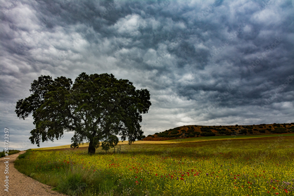 Fototapeta premium Wild fields with flowers
