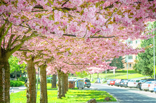 Pink spring floral trees on the street.