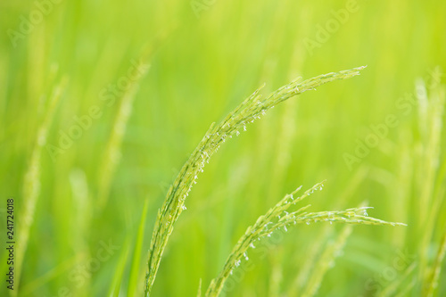 Green paddy rice,ear paddy rice in the rice field,Rice flowering in the fields at morning . 