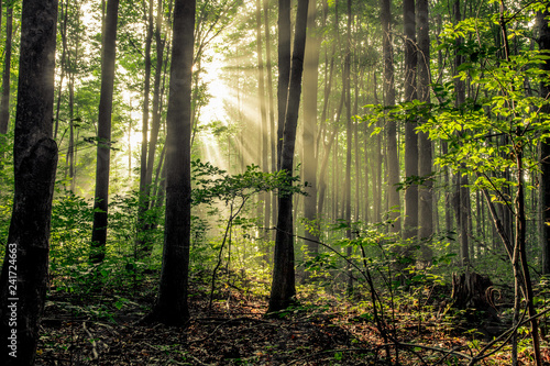 Fototapeta Naklejka Na Ścianę i Meble -  Forest Sunrise. Sunbeams illuminate the dark forest wilderness of a northern Michigan woodland.
