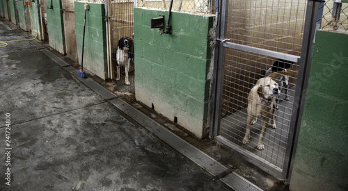 Photography Dog in kennel