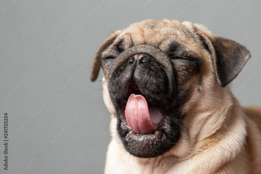 Puppy Pug Yawning