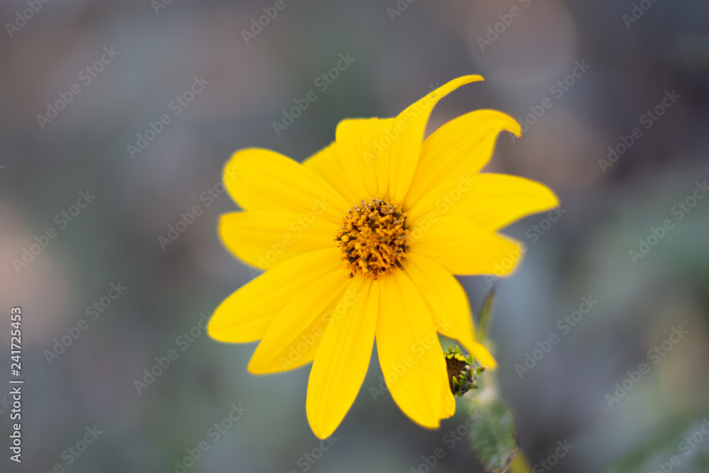 Obraz premium Fiore