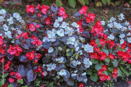 Fototapeta Naklejka Na Ścianę i Meble -  Nouvelle-Aquitaine - Limousin - Corrèze - Collonges-la-Rouge