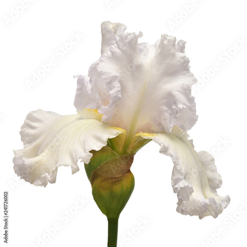 Iris flower isolated on white background. Easter. Summer. Spring. Flat lay  top view. Love. Valentine s Day. Floral pattern  object. Nature concept