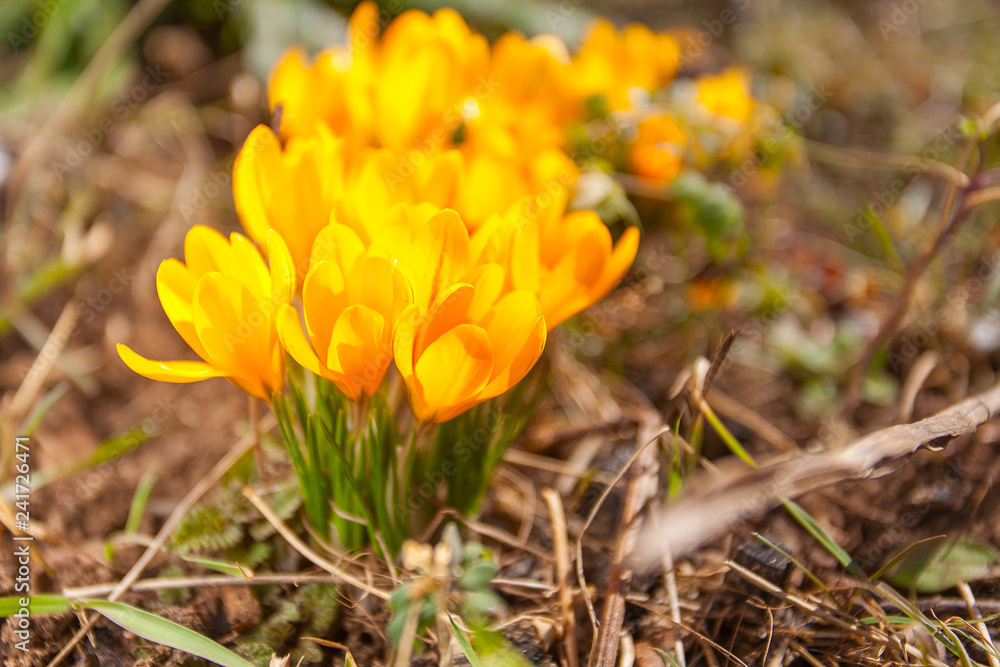 beautiful spring crocus flower on background image beautiful spring crocus flower on background image
