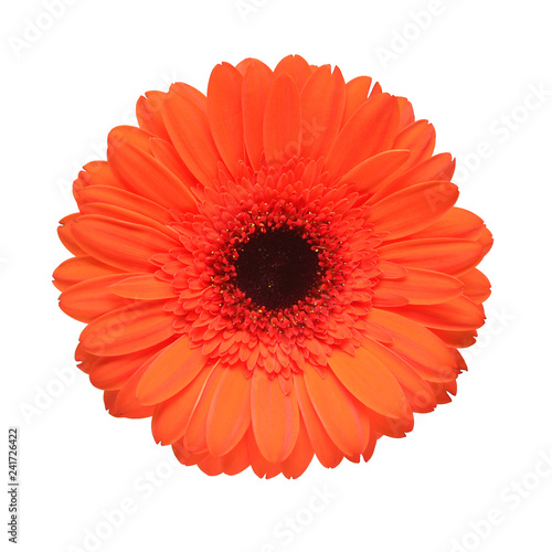 Orange gerbera flower isolated on white background. Flat lay, top view