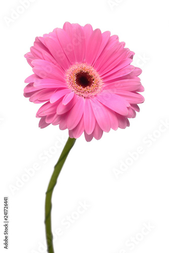 Yellow gerbera flower isolated on white background. Flat lay  top view