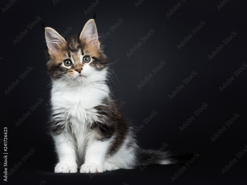 Sweet and super tiny Maine Coon cat kitten, sitting up with tail beside body Looking at camera with mesmerising green eyes. Isolated on a black background.