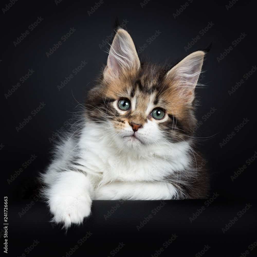 Sweet and super tiny Maine Coon cat kitten, laying down with one paw hanging down from edge. Looking at camera with mesmerising green eyes. Isolated on a black background.