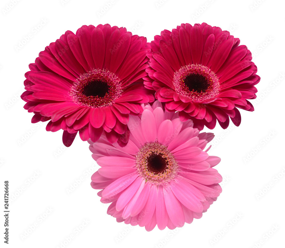 Bouquet of beautiful delicate flowers gerberas isolated on white background. Fashionable creative floral composition. Summer, spring. Flat lay, top view Bouquet of beautiful delicate flowers gerberas isolated on white background. Fashionable creative floral composition. Summer, spring. Flat lay, top view