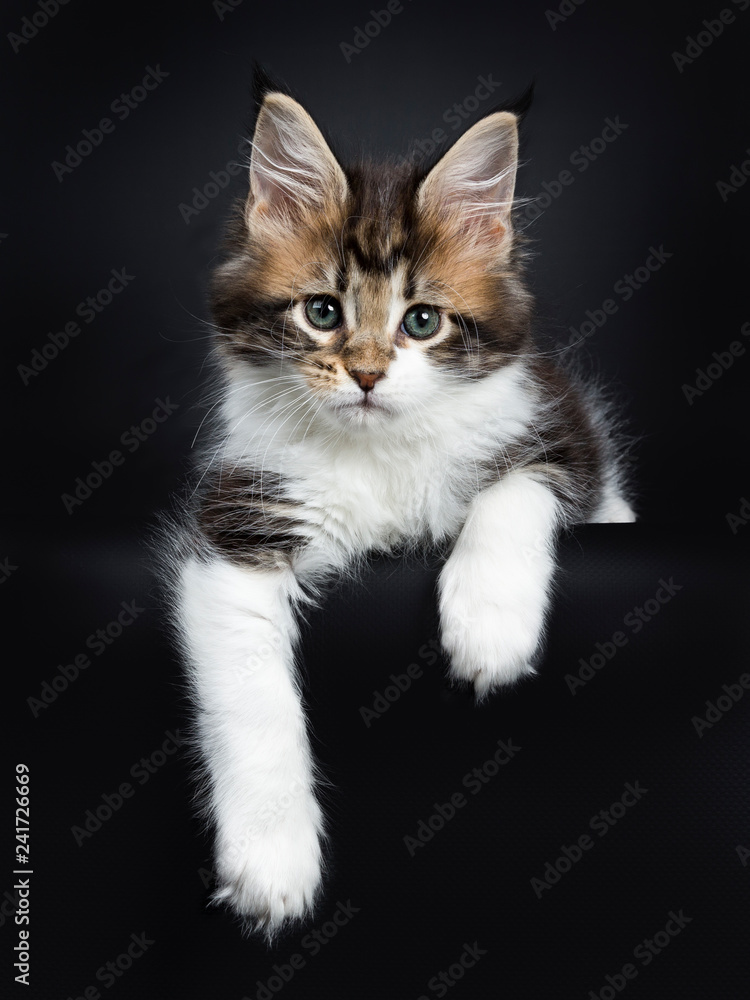 Sweet and super tiny Maine Coon cat kitten, laying down with paws hanging down from edge. Looking at camera with mesmerising green eyes. Isolated on a black background.