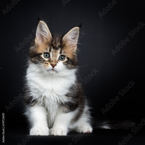 Sweet and super tiny Maine Coon cat kitten, sitting up with tail beside body Looking down beside camera with mesmerising green eyes. Isolated on a black background.