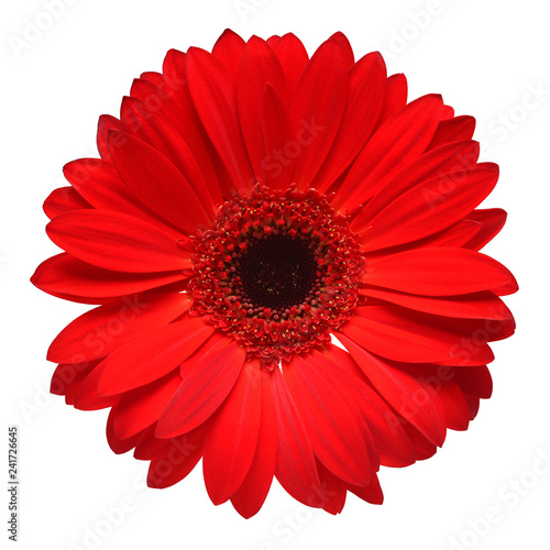 Red gerbera flower isolated on white background. Flat lay  top view