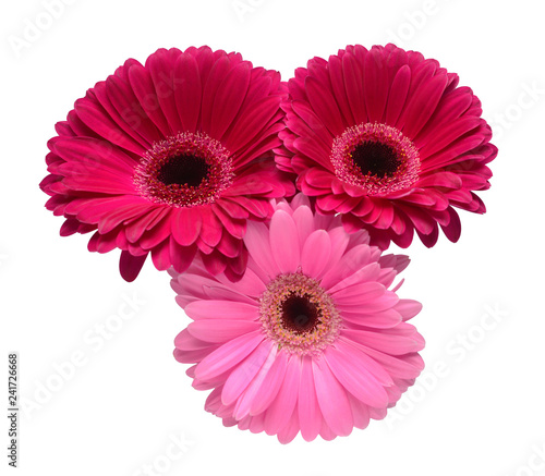 Bouquet of beautiful delicate flowers gerberas isolated on white background. Fashionable creative floral composition. Summer  spring. Flat lay  top view