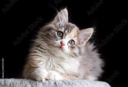Pet animal; cute cat indoor...