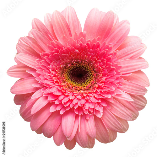 Flower pink gerbera © Flower Studio