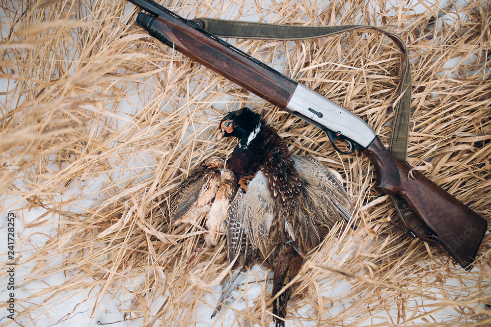 Hunting trophy. killed bird lying on the snowy ground. top view photo.  animals care. death of animals Stock Photo | Adobe Stock