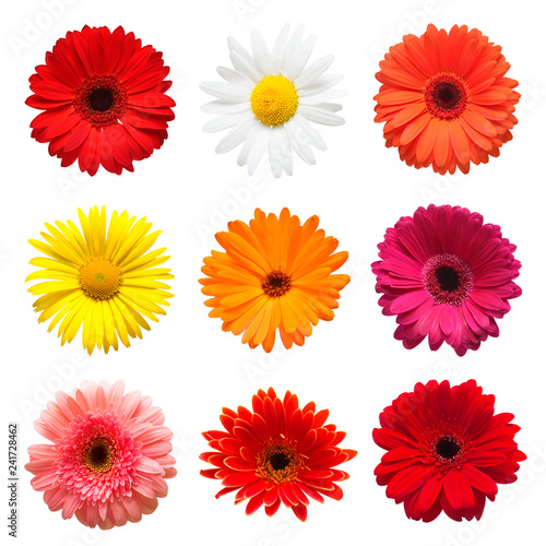 Collection head flowers chamomile, gerbera and calendula  isolated on white background. Fashionable creative floral composition. Summer, spring. Flat lay, top view © Flower Studio